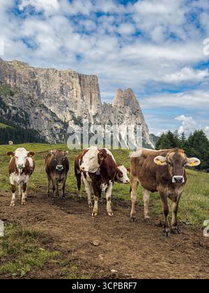 Vaches sur un pré devant le Schlern sur la Seiser Alm dans les Dolomites, Tyrol du Sud, Italie. Banque D'Images