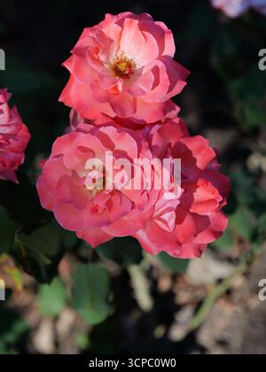 Roses floribunda dans différentes nuances de rose. Gros plan de. Copyspace Banque D'Images