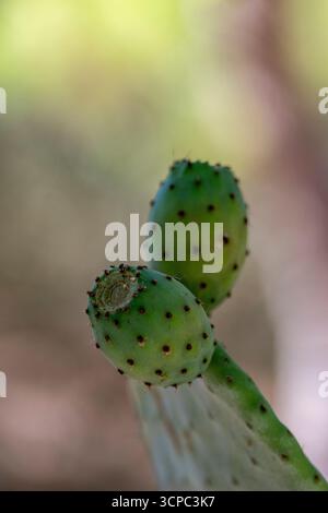 Gros plan de la plante de barbarie sur l'île grecque de Zakynthos. Usine Opuntia. Cactaceae. fruits Banque D'Images