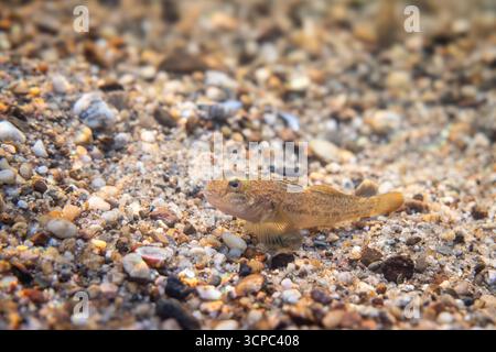 Petit poisson d'eau douce dans la rivière Ehle près de Biederitz, affluent de l'Elbe, Magdebourg, Saxe-Anhalt, Allemagne. Banque D'Images