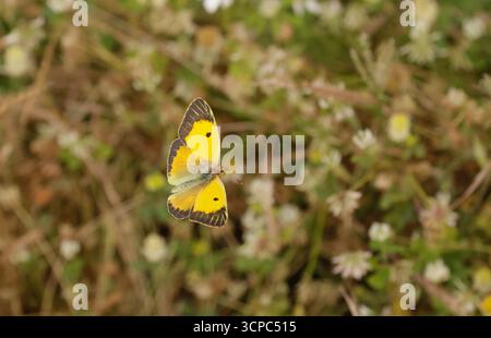 Papillon jaune nuageux mâle en vol - Colias croceus Banque D'Images