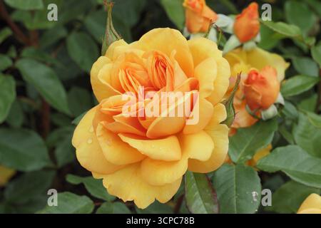 Rosa Golden Beauty rose - rose de buisson vigoureuse, saine et robuste avec des fleurs doubles oranges parfumées Banque D'Images