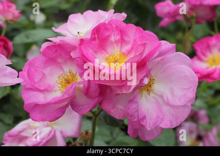 Rosa escapade, une rose Floribunda avec de grandes grappes de fleurs roses mauves, également appelée Rosa Harpade. Banque D'Images