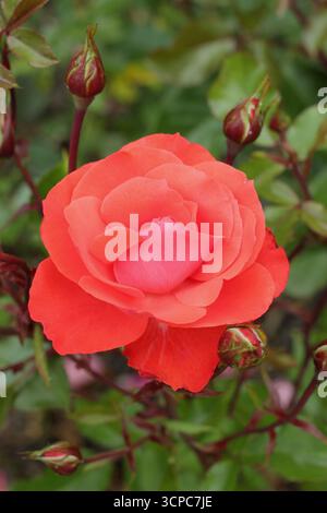 Rosa Memento, également appelé 'Dicbar', rose touffue avec des fleurs roses de saumon profondes doubles. Banque D'Images