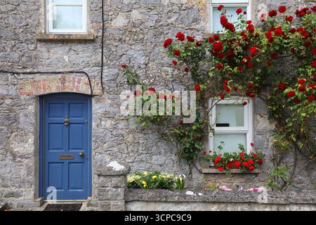 Jardinage hobby à Adare, Irlande. Grand rosier avec des fleurs rouges. Banque D'Images