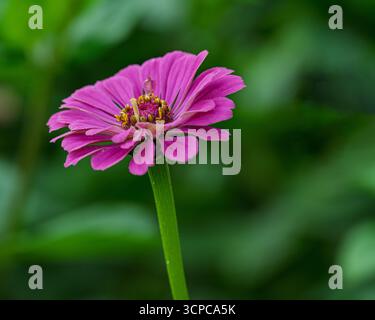 Une photo en gros plan d'un Zinnia violet dans un jardin dans le Devon, en Angleterre Banque D'Images