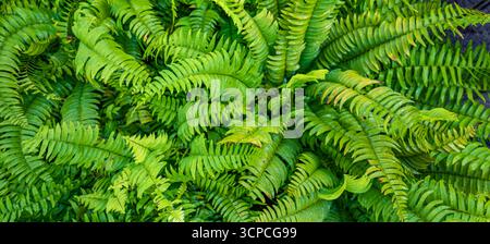 Abstrait relaxant zen Green fougère vue de dessus en gros plan. Fond tranquille de nature sereine, texture naturelle. Meilleure plante botanique à feuillage vibrant paisible Banque D'Images