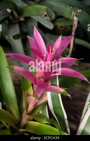 Guzmania bromélié, plante de la famille des Bromeliaceae, sous-famille : Bromelioideae. Banque D'Images