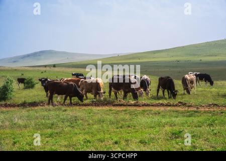 Un troupeau de vaches paissent dans un champ. Les vaches sont dispersées à travers le champ, certaines se tenant plus près de la caméra et d'autres plus loin. Le Banque D'Images