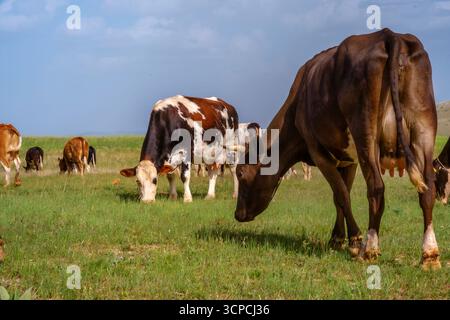 Une scène pittoresque de vaches qui paissent paisiblement dans un vaste pré, leurs mouvements doux contrastant avec les teintes vertes vibrantes du gra environnant Banque D'Images