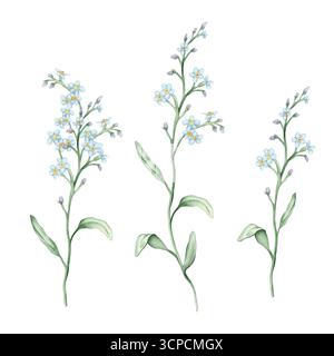 Ensemble aquarelle de Forget-me-Nots sur un fond blanc. Illustration botanique dessin à main levée. Illustration dessinée à la main délicates petites fleurs avec Banque D'Images