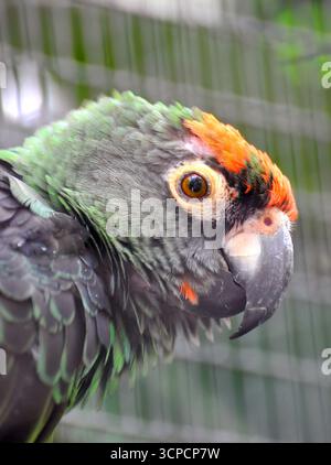 Perroquet à front rouge, perroquet de jardin, Kongopapagei, perroquet à calotte rouge, Poicephalus gulielmi gulielmi, kongópapagáj Banque D'Images