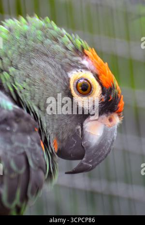 Perroquet à front rouge, perroquet de jardin, Kongopapagei, perroquet à calotte rouge, Poicephalus gulielmi gulielmi, kongópapagáj Banque D'Images