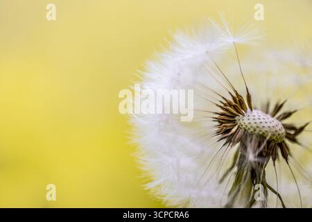 Macron d’un pissenlit blanc et plumeux sur un bokeh jaune doré chaud. Tête de graine douce de taraxacum. Fond botanique de nature et de fleurs sauvages en été Banque D'Images