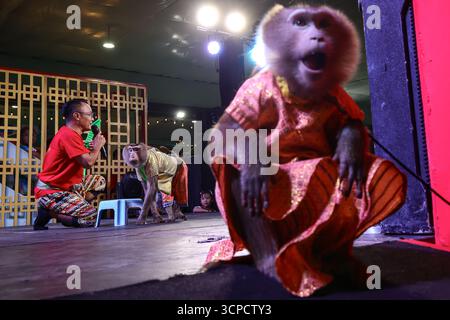 Bangkok, Bangkok, Thaïlande. 25 septembre 2025. Prakit Monkey Show est une performance qui met en vedette des singes comme les principaux interprètes. Le salon dure depuis 50 ans depuis 1975. Il est maintenant géré par la deuxième génération, qui a pris la relève après le décès de son père. À l'heure actuelle, Prakit Monkey Show est la dernière performance de singe en Thaïlande le 25 septembre 2025, à Bangkok, Thaïlande. (Crédit image : © Nattaphon Phanphongsanon/ZUMA Press Wire) USAGE ÉDITORIAL SEULEMENT ! Non destiné à UN USAGE commercial ! Banque D'Images