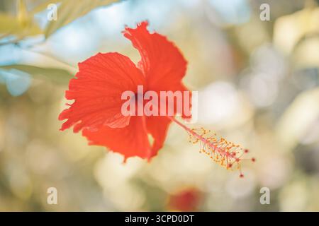 Beau jardin tropical macro fleur d'hibiscus rouge, fond flou avec un feuillage luxuriant scène de nature florale exotique vibrante. Gros plan exotique florissant Banque D'Images