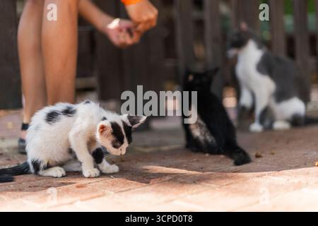 Plusieurs chatons ludiques interagissent avec une personne qui leur donne des friandises dans un cadre chaleureux et extérieur. La scène capture leur curiosité et leur excitation comme th Banque D'Images