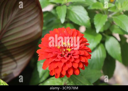 grande fleur rouge vif unique avec de minuscules fleurs d'or au centre contre des feuilles vertes brillantes avec de grandes feuilles marron (gros plan, macro) Banque D'Images