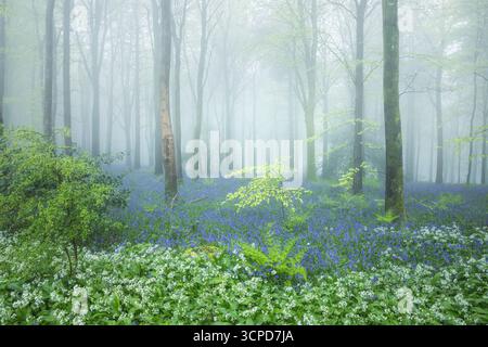 Bois de hêtre (Fagus sylvatica) sur un matin de printemps brumeux, Cranborne Chase, Dorset, Angleterre, Royaume-Uni, mai 2024 Banque D'Images