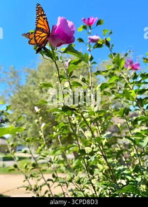 Papillon monarque, Danaus plexippus, se nourrissant d'Althea, Rose de Sharon fin septembre alors qu'il effectuait le vol migratoire vers le Mexique. Kansas, États-Unis. Banque D'Images