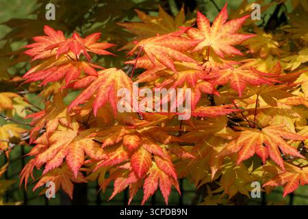 Gros plan de la couleur des feuilles d'automne d'un Acer Banque D'Images