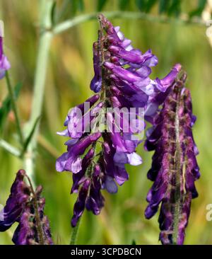 Fleurs Vetch tuftées, Vicia cracca Banque D'Images