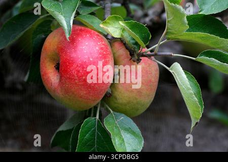 Pomme historique le « court pendu plat ». Fruits à tiges courtes. Banque D'Images