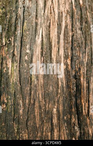 Vue rapprochée de la texture naturelle de l'écorce d'arbre montrant les détails de la surface rugueuse du bois Banque D'Images