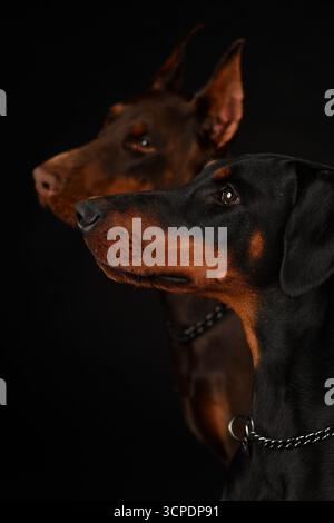 Deux Doberman Pinscher, marron et noir, aux oreilles naturelles et recadrées, portrait studio Banque D'Images