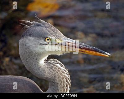 Image en gros plan d'un jeune héron gris (Ardea cinerea) avec pêche au plumage immature et recherche de nourriture le long des rives du ruisseau dans Cumbria, Angleterre, Royaume-Uni Banque D'Images
