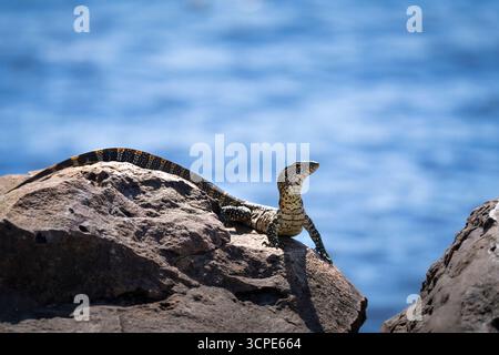 Surveillez Lizard, Varanus niloticus, curieux regardant au soleil sur un rocher au bord de la rivière Chobe. Parc national de Chobe, Botswana, Afrique Banque D'Images