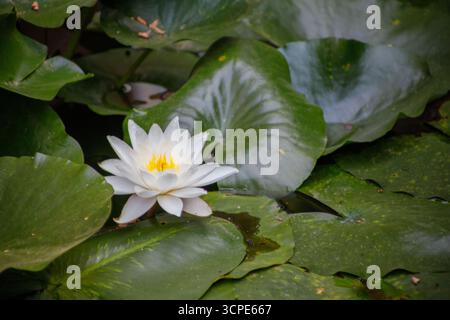 Gros plan d'un nénuphar avec un centre jaune, entouré de grands coussins de nénuphars verts flottant sur l'eau. Banque D'Images