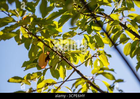 Vue rapprochée sur les branches de cerisiers sauvages avec des feuilles vertes et jaunes contre un ciel bleu clair. Banque D'Images