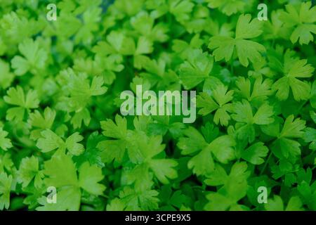 Une vue rapprochée des feuilles de persil vert éclatant créant un décor luxuriant et naturel Banque D'Images