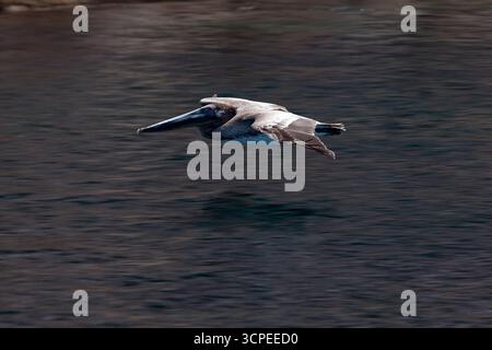 Aspects de la colonie d'otaries à 'la Lobera', Isla Partida, au nord de la Paz, basse Californie du Sud, Mexique Banque D'Images
