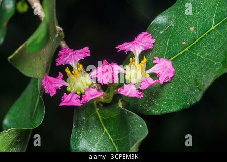 Deux fleurs de cerisier rose vif d'acérola affichent leurs délicats pétales frangés et centres dorés sur fond de feuilles vertes luxuriantes, capturant t Banque D'Images
