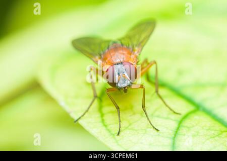Photographie macro capturant une mouche orange perchée sur une feuille verte éclatante, avec un arrière-plan magnifiquement flou qui rehausse le déta complexe Banque D'Images