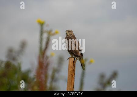 Buse variable Buteo buteo Banque D'Images