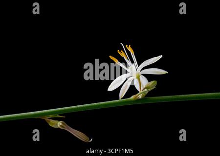 fleur blanche de plante d'araignée d'océan, avec étamines jaunes fond noir isolé, lierre d'araignée ou ruban plante macro en gros plan Banque D'Images