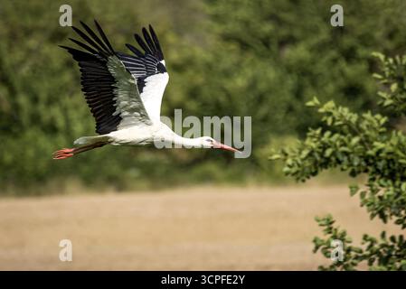 Cigogne blanche (Ciconia ciconia) en vol, cigogne blanche, cigogne battante volant au-dessus d'un champ à la lisière d'une forêt, Bobenhausen, Ranstadt, Wetterau, Hess Banque D'Images