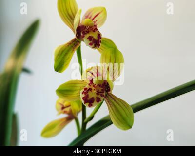 Cymbidium Orchid Bloom avec des pétales ponctués sur fond minimal Banque D'Images