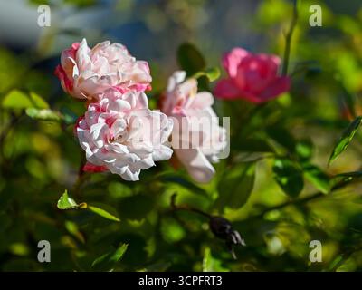 Fleur rose hip en septembre dans un parc de la ville à Norrkoping, Suède Banque D'Images