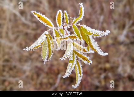 Gros plan de feuilles d'automne colorées dans la nature avec de délicates bordures de gel hivernal et un fond flou naturellement brun Banque D'Images