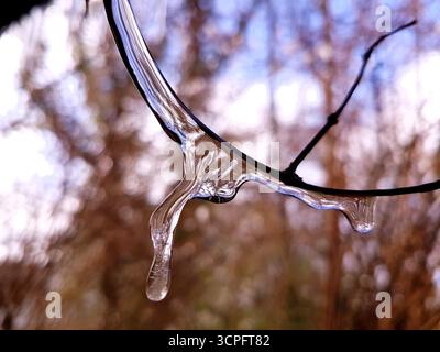 Gros plan unique de gouttelettes d'eau gelées sur une branche mince dans la nature avec un fond flou brun chaud.le gel délicat capture la beauté de l'hiver. Banque D'Images
