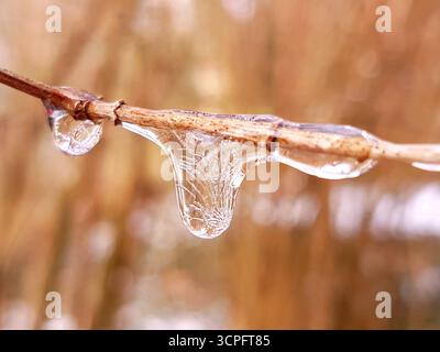 Gros plan unique de gouttelettes d'eau gelées sur une branche mince dans la nature avec un fond flou brun chaud.le gel délicat capture la beauté de l'hiver. Banque D'Images