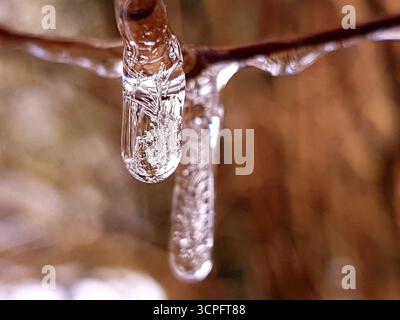 Gros plan unique de gouttelettes d'eau gelées sur une branche mince dans la nature avec un fond flou brun chaud.le gel délicat capture la beauté de l'hiver. Banque D'Images