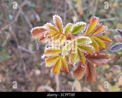 Gros plan de feuilles d'automne colorées dans la nature avec de délicates bordures de gel hivernal et un fond flou naturellement brun Banque D'Images