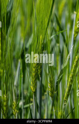 La lumière du soleil filtre à travers les plantes d'orge vertes vibrantes qui balancent doucement, mettant en valeur un paysage printanier luxuriant rempli de cultures en croissance et de beauté naturelle Banque D'Images