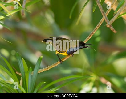 Oiseau solaire à dos d'olive (Nectarinia jugularis) mâle, Bali, Indonésie Banque D'Images