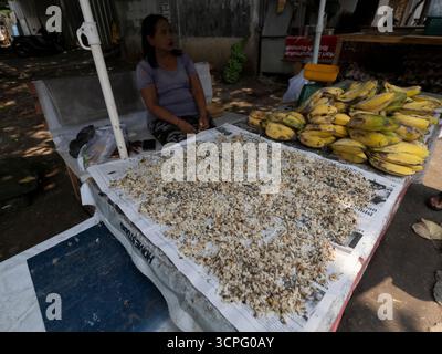Femme locale vendant des larves de fourmis au marché local, pour la nourriture pour oiseaux, Bali, Indonésie Banque D'Images